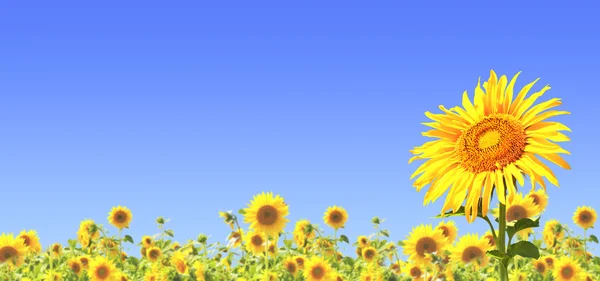 Girasoles — Foto de Stock