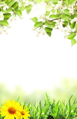 elma ve yeşil çimen çiçek