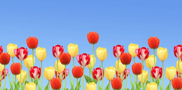 Rand mit Tulpen — Stockfoto