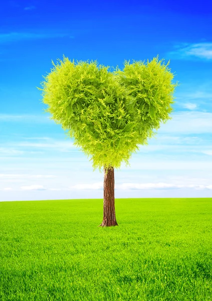 Heart shape tree — Stock Photo, Image