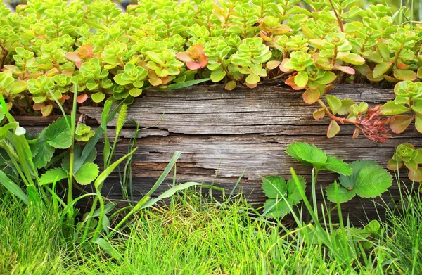 Sommer-Hintergrund — Stockfoto