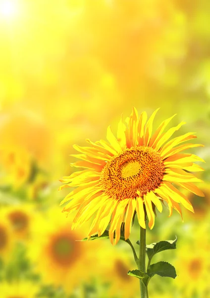 Bright yellow sunflowers — Stock Photo, Image