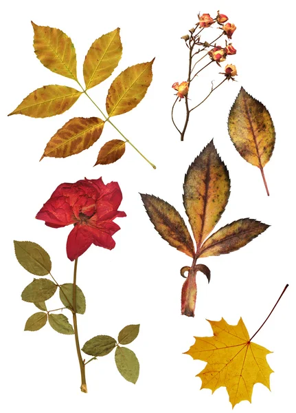 Conjunto de rosas y hojas secas — Foto de Stock