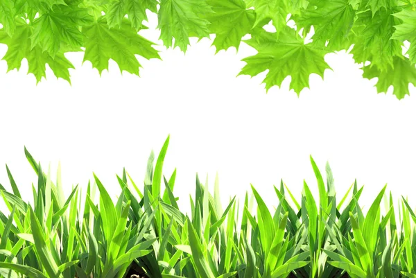 Folhas de bordo e grama verde — Fotografia de Stock