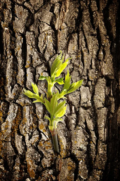 New leaf on old bark — Stock Photo, Image