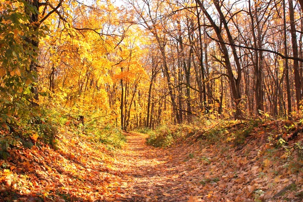 Herfstbos — Stockfoto