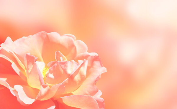 Softness pink rose on pink background