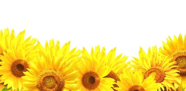 Rand mit Sonnenblumen — Stockfoto