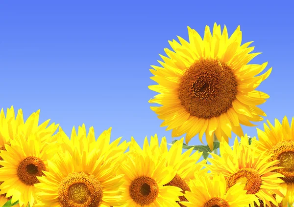 Rand mit Sonnenblumen — Stockfoto