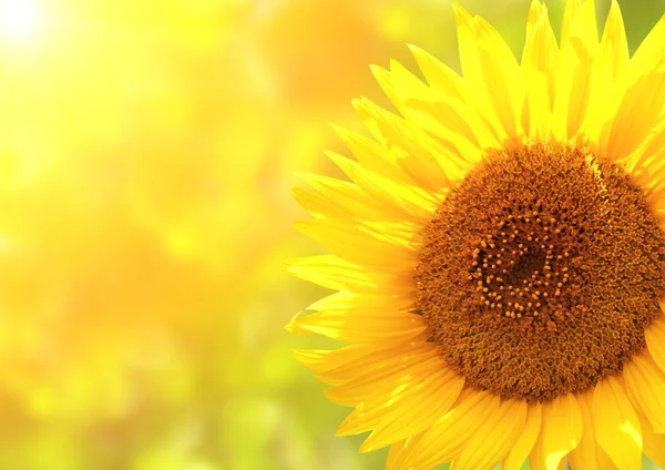 Bright yellow sunflower — Stock Photo, Image