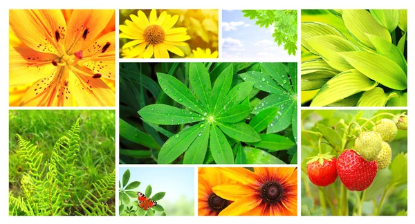 Flores de verão, folhas verdes e borboleta — Fotografia de Stock