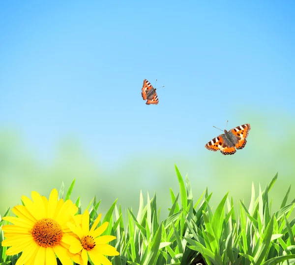 Green grass and butterflies — Stock Photo, Image