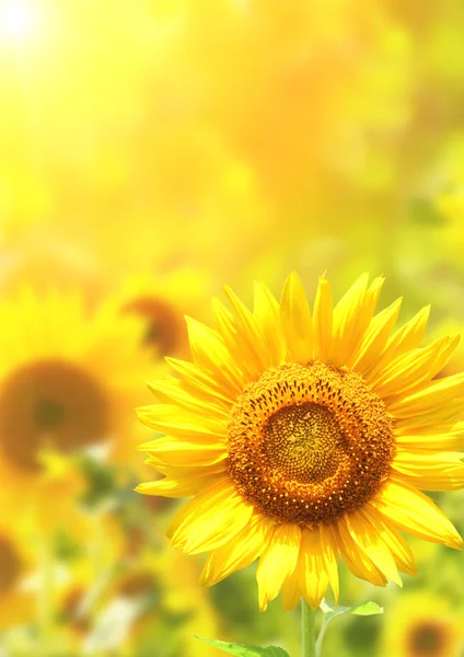 Bright yellow sunflowers — Stock Photo, Image