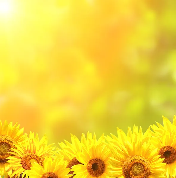 Bright yellow sunflowers — Stock Photo, Image