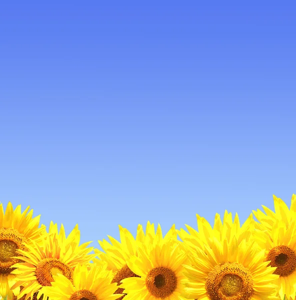 Яскраві жовті Соняшники — стокове фото