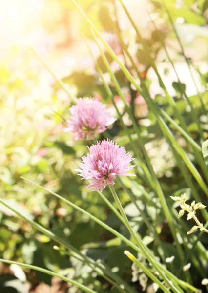 Flowers of clover — Stock Photo, Image