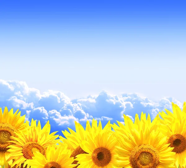 Bright yellow sunflowers — Stock Photo, Image