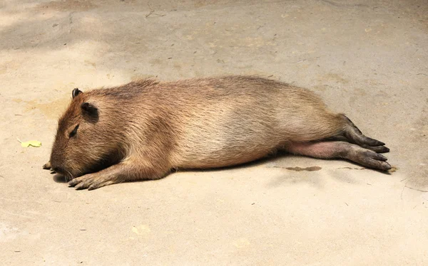 Спляча capybara — стокове фото