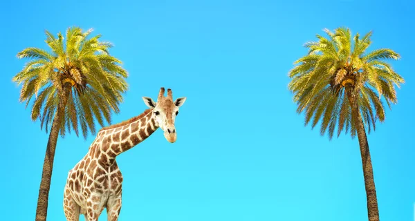 Kokospalmer och giraff — Stockfoto