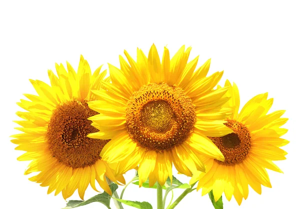 Drei Sonnenblumen — Stockfoto