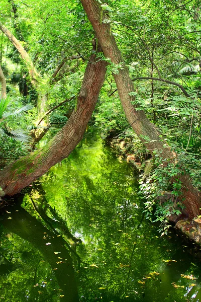 Innsjøen i tropisk skog – stockfoto