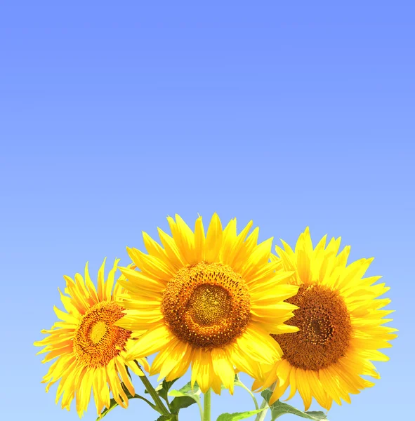 Tři slunečnice — Stock fotografie