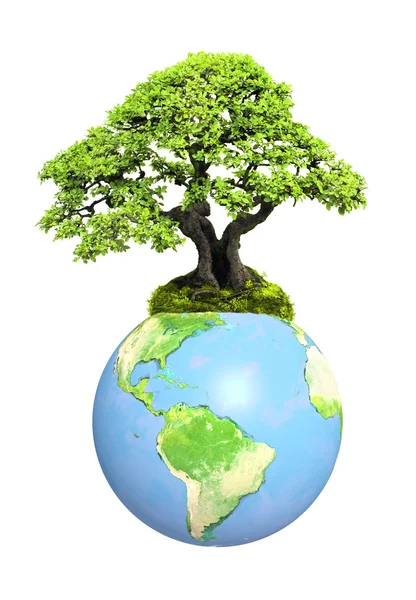 Tierra y árbol — Foto de Stock