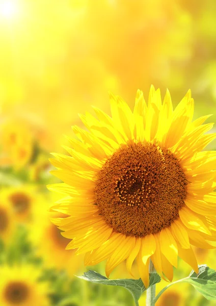 Bright yellow sunflowers — Stock Photo, Image