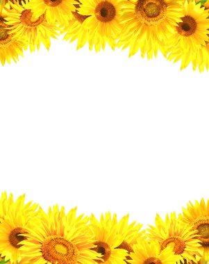 Ayçiçeği ile sınır