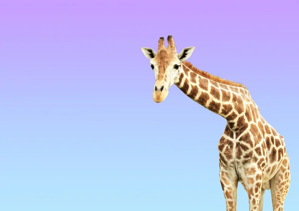 Giraffe — Stock Photo, Image