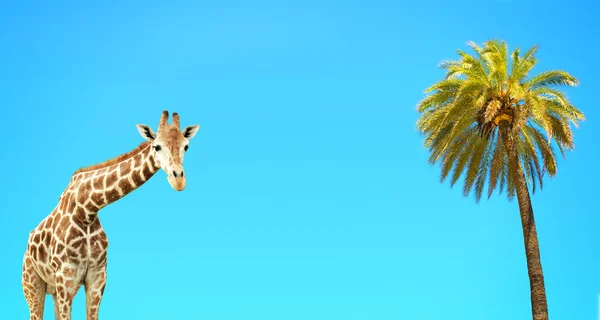 Coconut palm and giraffe — Stock Photo, Image