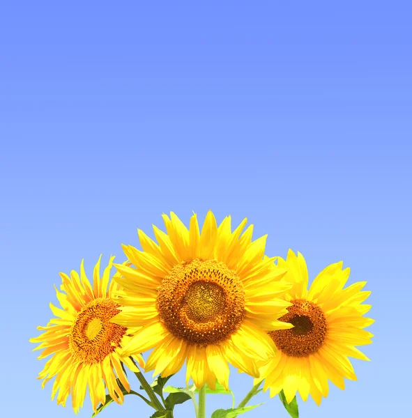 Three sunflowers — Stock Photo, Image