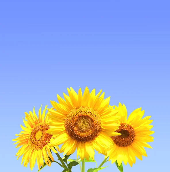 Tres girasoles —  Fotos de Stock