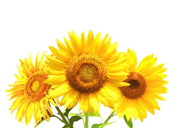 Drei Sonnenblumen — Stockfoto