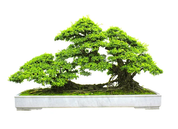 Dei bonsai — Foto Stock