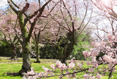 Japon Hanami Festivali 'nde insanlar sakura çiçeğinin tadını çıkarıyorlar. Japonya 'da kiraz çiçeği mevsimi. Koishikawa Korakuen bahçesinde çiçek açan sakura ağaçları, Okayama, Japonya