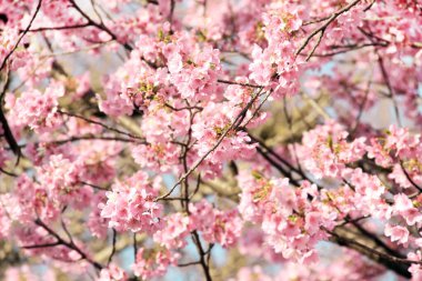 Japonya 'da çiçek açan Sakura' nın bir dalı.