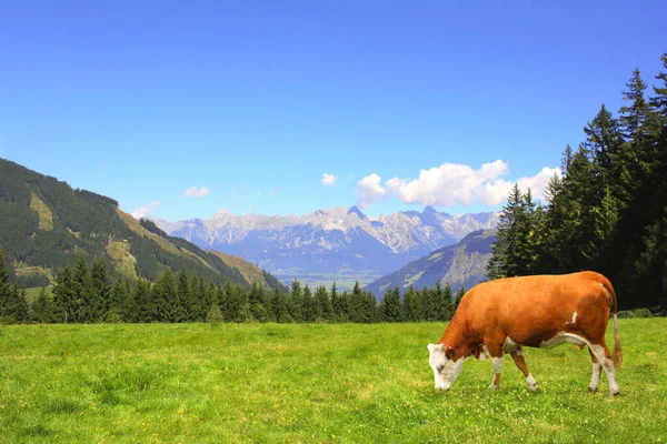 Cow Grazing Mountain Meadow Alps Mountains Tirol Austria View Idyllic — Stock Photo, Image