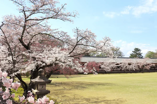 Ανθισμένα Δέντρα Sakura Στον Κήπο Κοντά Στο Ναό Todaiji Great — Φωτογραφία Αρχείου