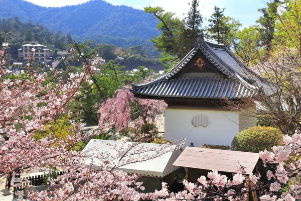 Padiglione Sacrario Itsukushima Rami Fiore Sakura Stagione Dei Fiori Sakura — Foto Stock