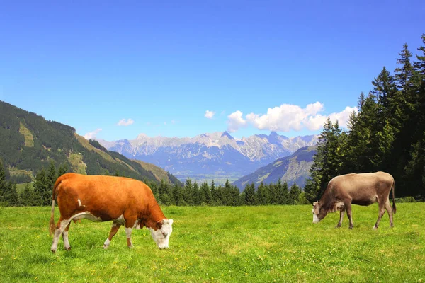 アルプス山脈 チロル オーストリアの山の牧草地で2頭の牛の放牧 晴れた日には緑の芝生と赤牛とアルプスの牧歌的な山の風景を表示します ヨーロッパの山の風景 — ストック写真