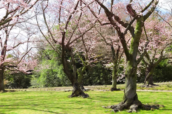 桜を楽しむ日本の花見祭り 日本の桜の季節 岡山県小石川後楽園の桜の開花 — ストック写真