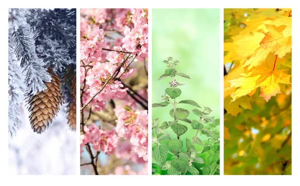 一年中的四季 一套垂直的自然横幅与冬天 夏天和秋天的场景 文本的复制空间 — 图库照片