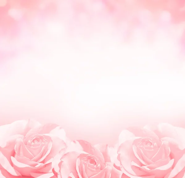 Unscharfer Quadratischer Hintergrund Mit Drei Rosafarbenen Rosen Kopieren Sie Platz — Stockfoto
