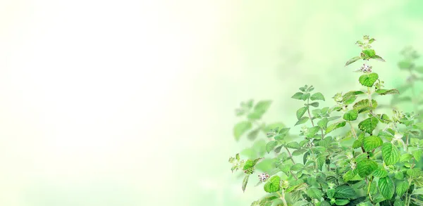 Nane Şekeri Dalları Güzel Yeşil Nane Yapraklı Bulanık Arkaplanlı Yatay — Stok fotoğraf