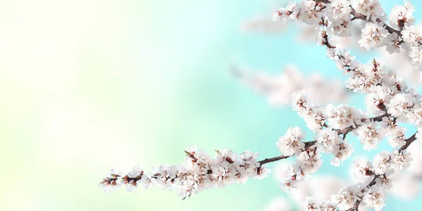 日当たりの良い背景に白の桜の花と水平バナー 桜の枝を持つ美しい自然の春の背景 テキストのコピースペース — ストック写真