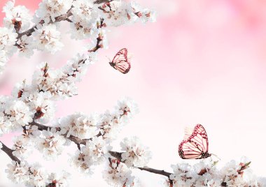 Beyaz çiçekli yatay afiş ve pembe arkaplanda iki kelebek. Çiçek açan bir sakura dalıyla güzel bir bahar arkaplanı. Metin için alanı kopyala