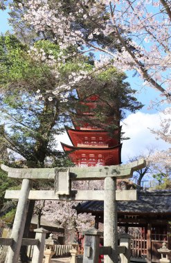 Taş Tori kapısı, Goju-no-to pagoda (Gojunoto pagoda, beş katlı pagoda) ve çiçek açan sakura ağacı, Itsukushima Tapınağı, kutsal Miyajima Adası, Japonya. Japonya 'da kiraz çiçeği mevsimi