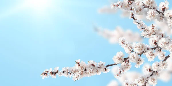 天気の良い空を背景に白い桜の花と水平方向のバナー 桜の枝を持つ美しい自然の春の背景 テキストのコピースペース — ストック写真