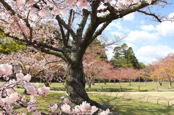 岡山県小石川後楽園の桜の開花 桜を楽しむ日本の花見祭り 日本の桜の季節 — ストック写真
